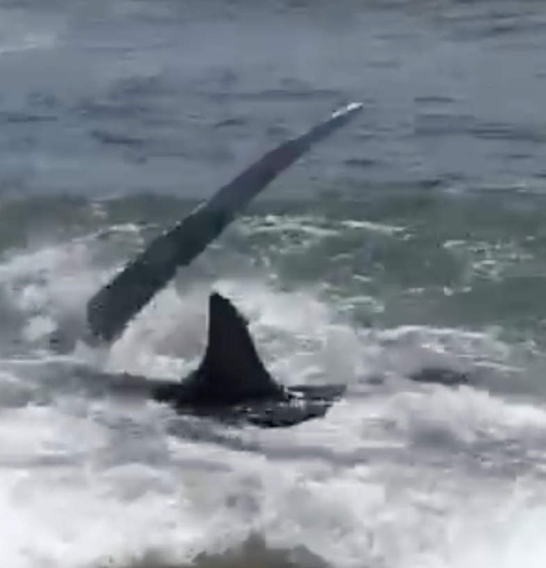 Video: Thresher Shark Gets Extremely Close to New Jersey Beach