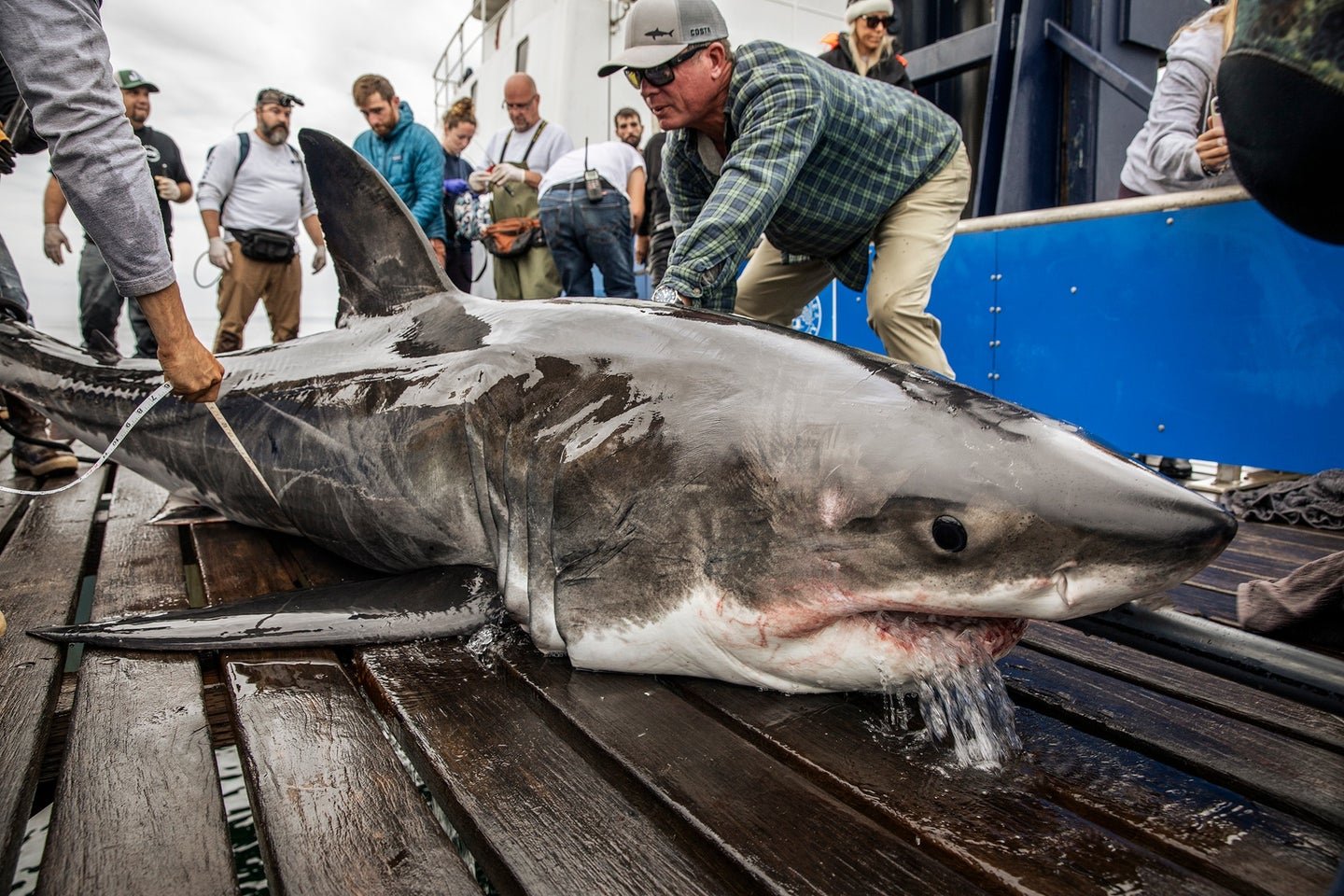 12-Foot Great White Shows Up Near Florida—Just in Time for Spring Break
