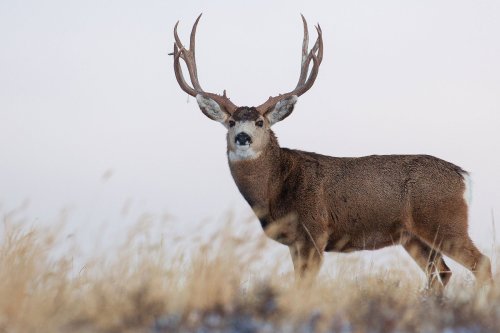 Montana Conservation Group Holds Open Raffle for Coveted Statewide Mule Deer Tag