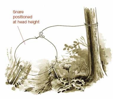 Six Primitive Traps For Catching Food In The Woods