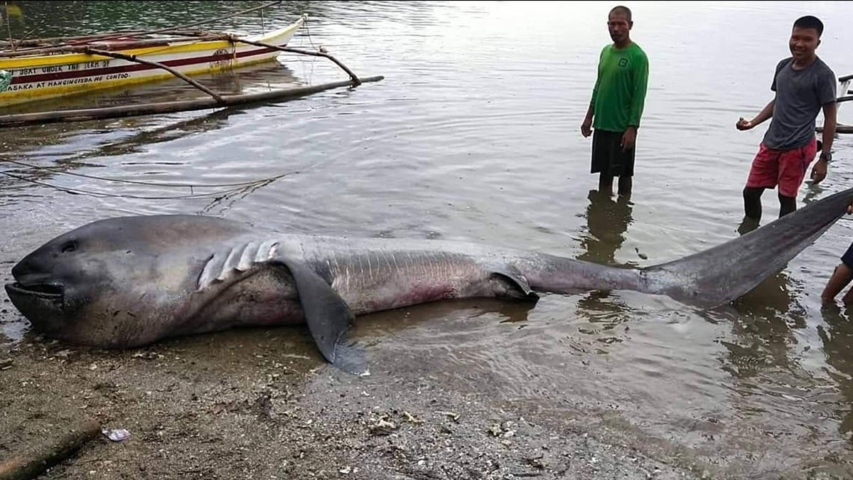 An Extremely Rare 15 Foot Megamouth Shark Has Washed Ashore Flipboard