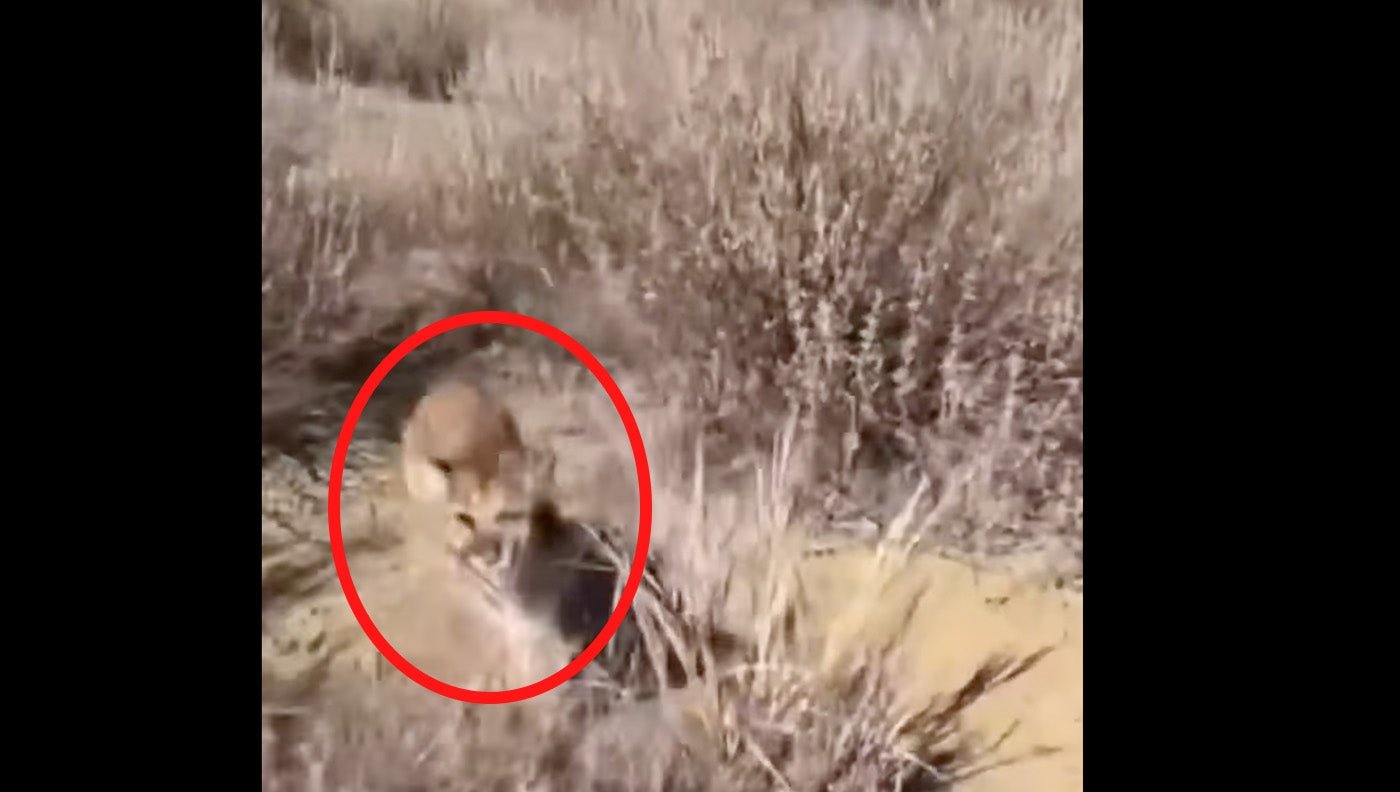 Watch this California jogger fend off a mountain lion in scary viral
