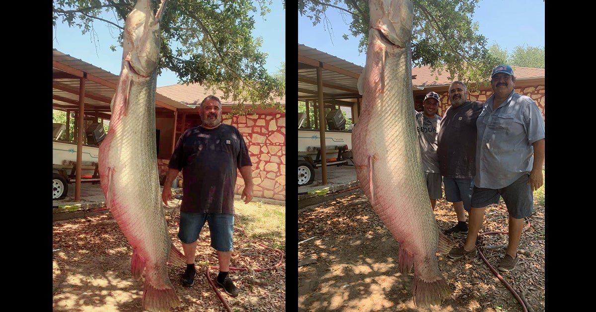 Texas Bowfisherman Arrows Monster 7-Foot, 8-Inch Alligator Gar