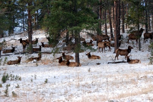Man Blames “Elk Fever” for Poaching Multiple Animals in Oregon
