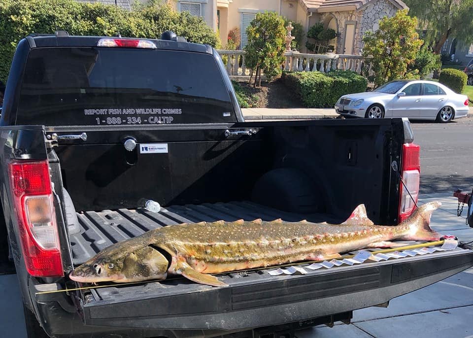 Game Wardens Release Endangered Green Sturgeon Found Alive in the Back of SUV