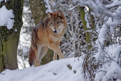 Animal Taken During New York Coyote Season Turns Out to be a Wolf, Genetic Tests Determine
