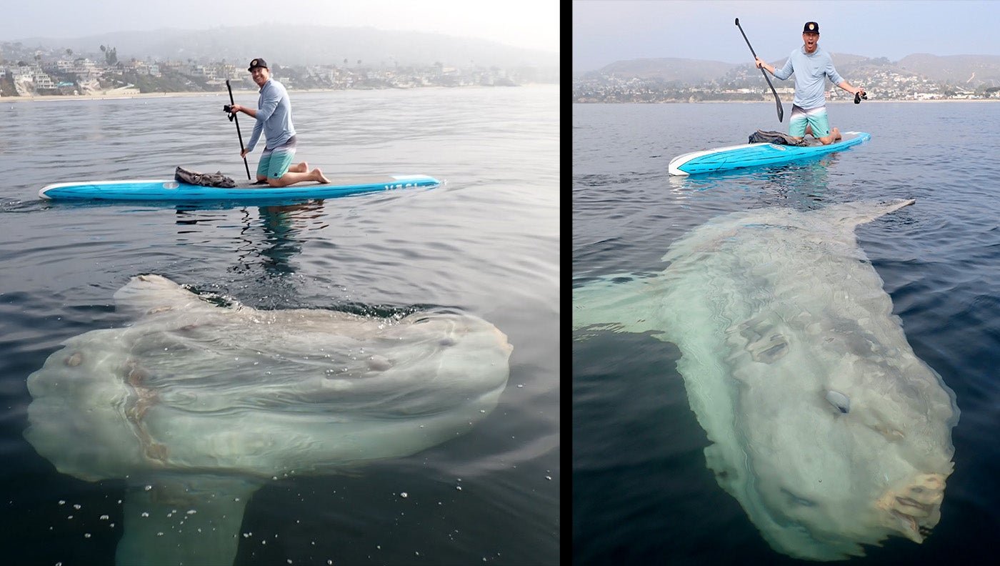 Video: Paddle Boarders Come Face to Face with Massive Ocean Sunfish