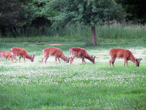 What’s the Best Food Plot Forage for Each Region?