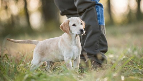 How to Train a Hunting Dog