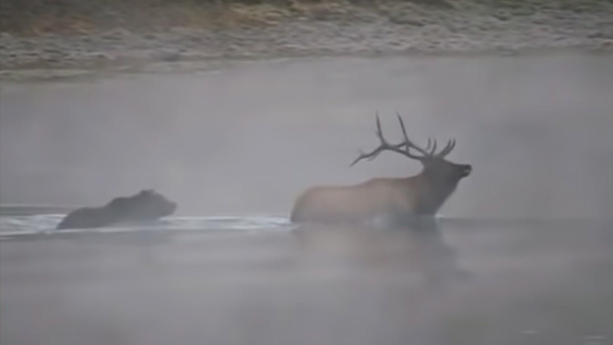Watch a grizzly bear take down a bull elk in the middle of the Yellowstone River - cover
