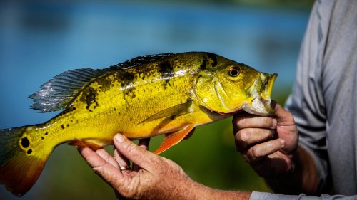 Peacock Bass Fishing: A Beginner’s Guide