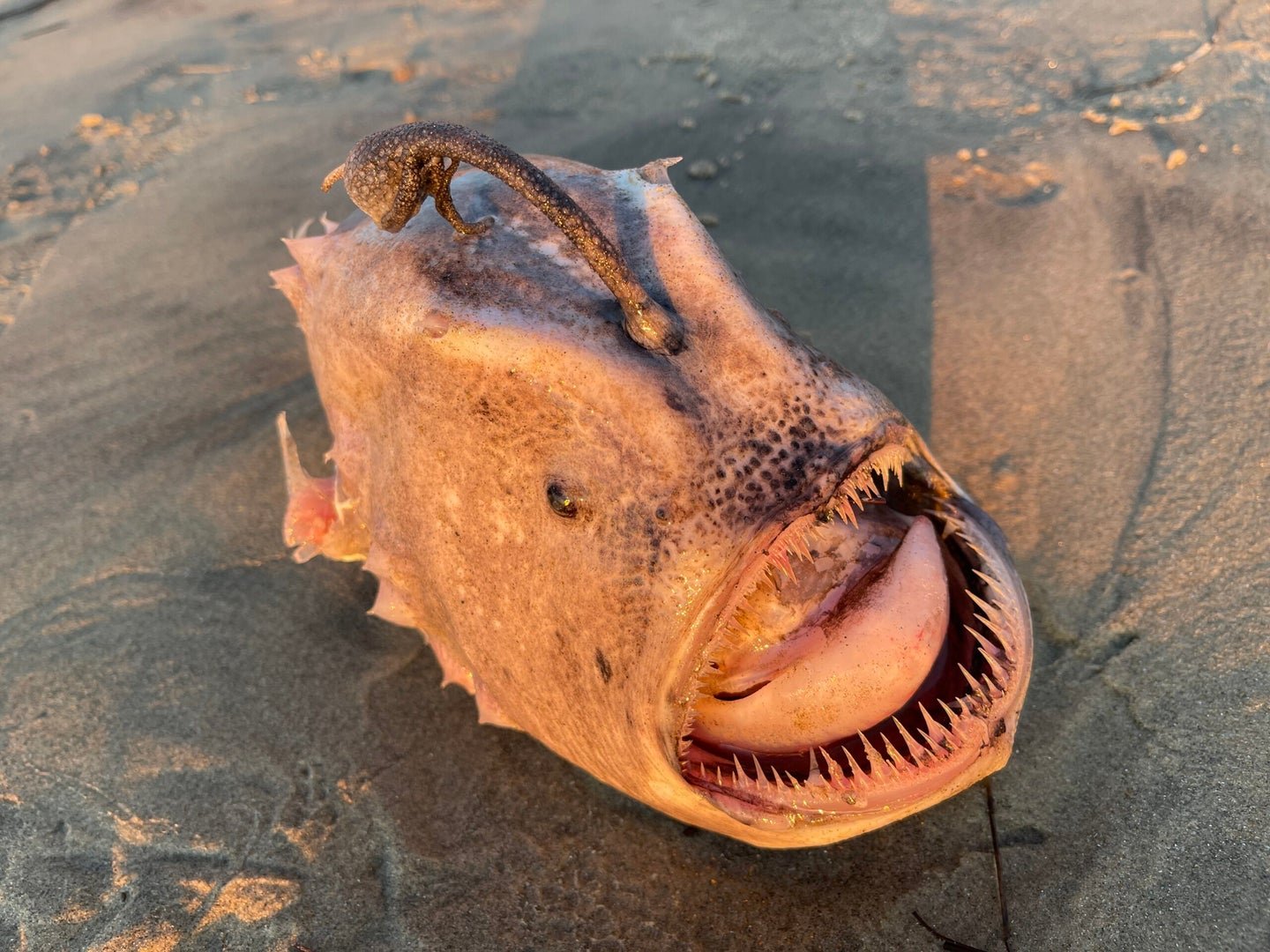 “The Stuff of Nightmares.” Extremely Rare Footballfish Found on San Diego Beach