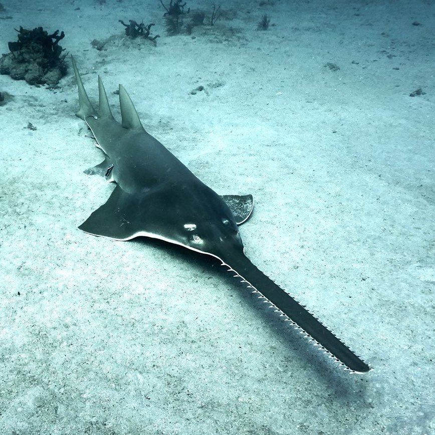 “Super Rare” 13-Foot Sawfish Caught On Florida’s Space Coast