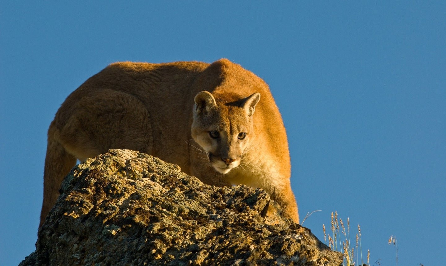 Cougar Mauls 7-Year-Old Boy on a Camping Trip in Rare Attack