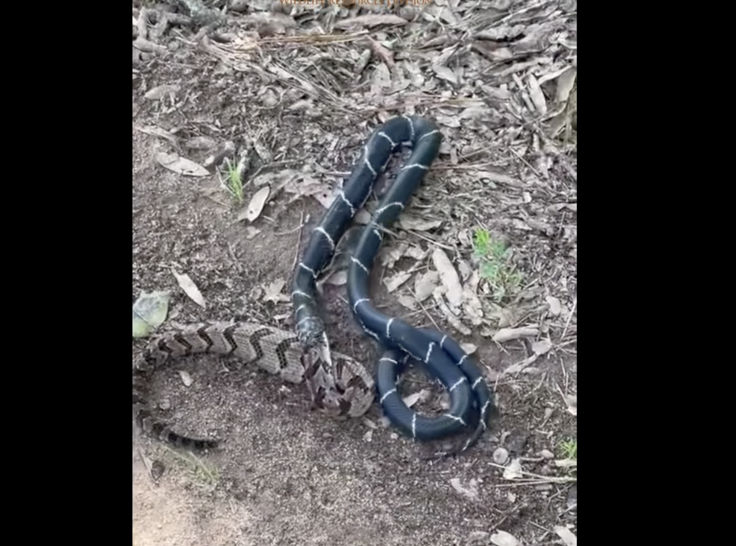 Video: Kingsnake Eats Large Rattlesnake by “Folding” It Before Swallowing