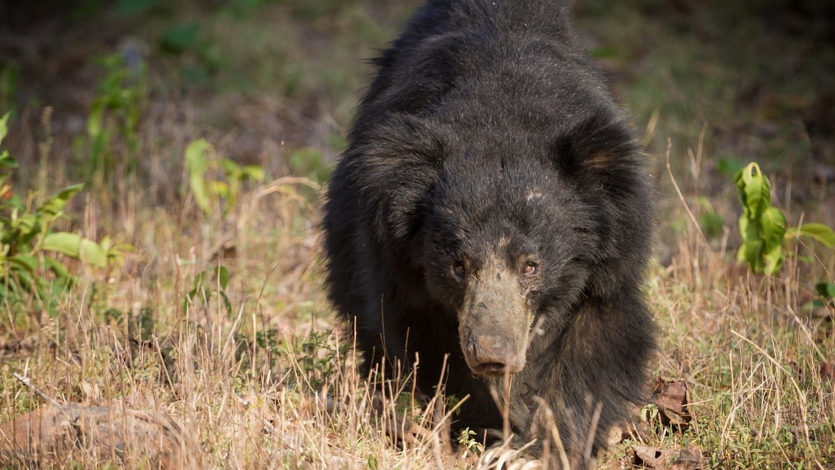 Angry Villagers Beat Bear to Death After it Kills Three People in India