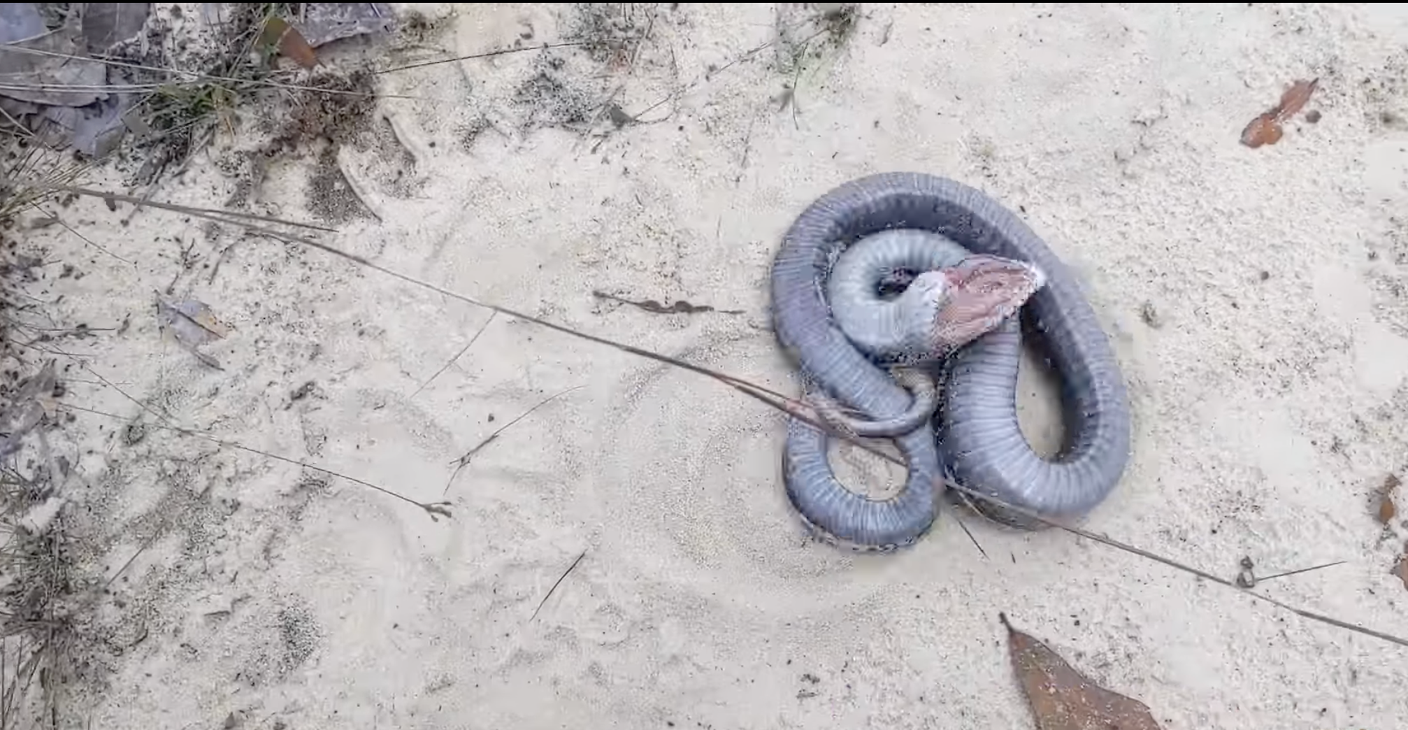 Video: Hognose Snake Puts on Elaborate “Death Performance” in Georgia