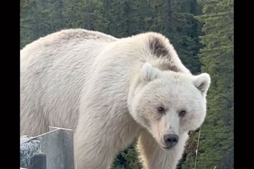 Watch a Rare White Grizzly Bear Graze on the Side of a Canadian Highway