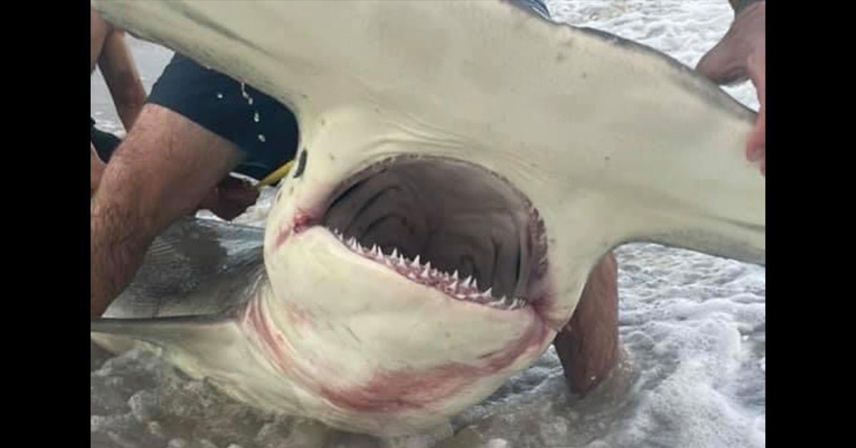 North Carolina Angler Beaches Giant 13-Foot “Mystical Unicorn” Hammerhead Shark