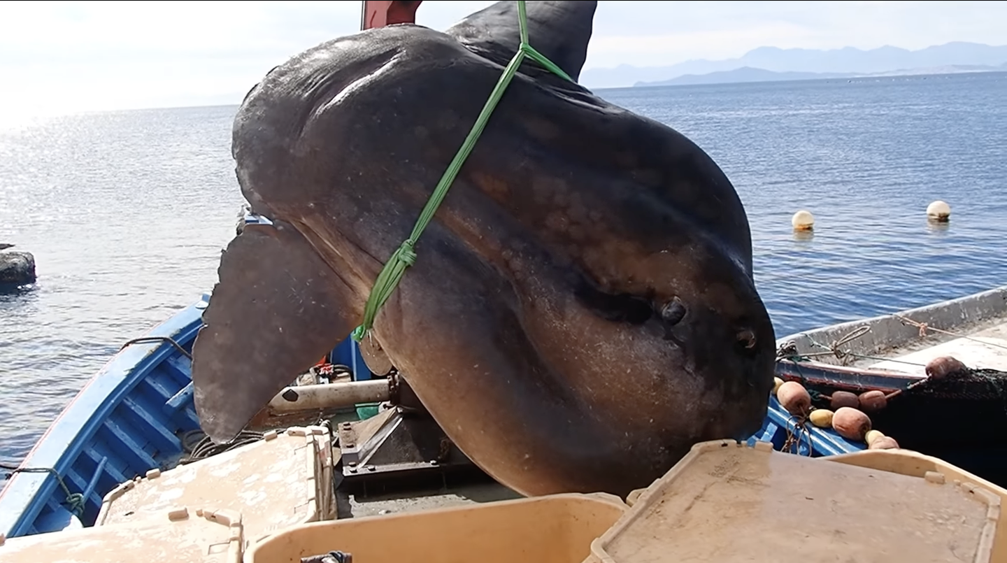 Video: Absolutely Gigantic 2-Ton Sunfish Netted Off Africa’s Northern Coast
