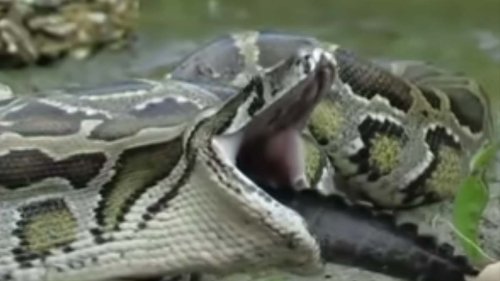 Watch a Massive Python Swallow an Alligator Whole