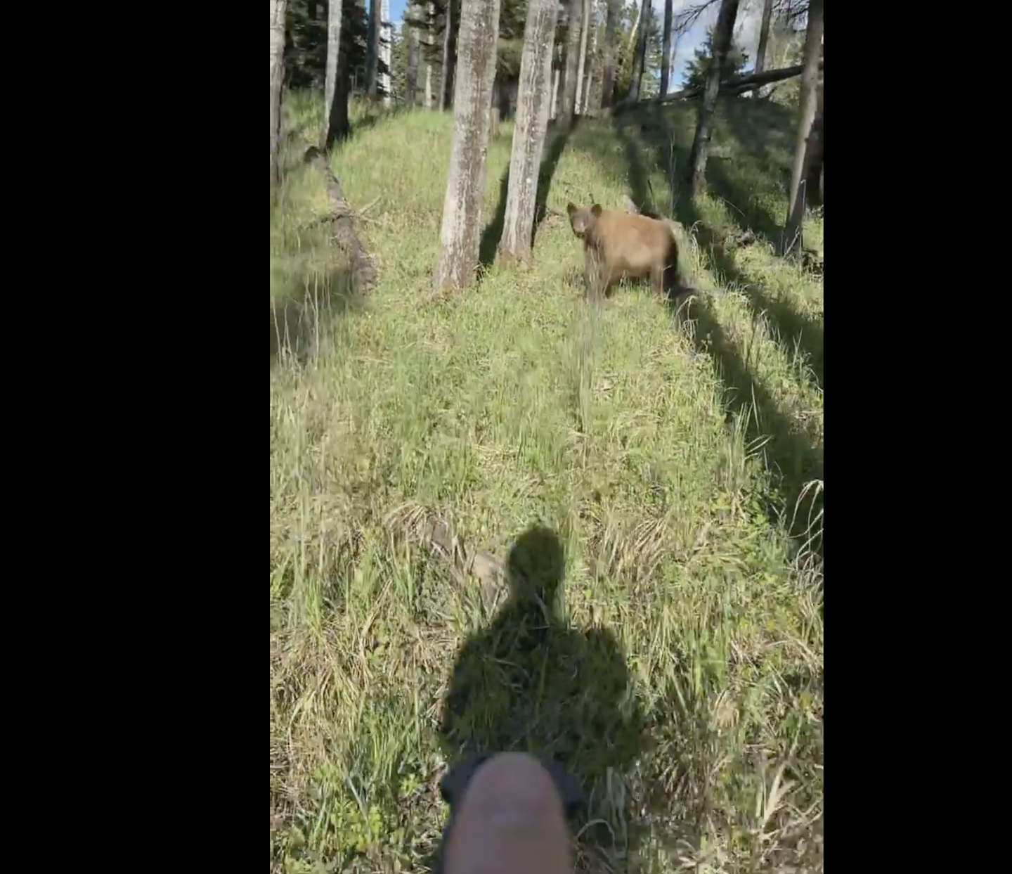Video: Canadian Wildlife Photographer Pepper-Sprays Black Bear in Close Encounter
