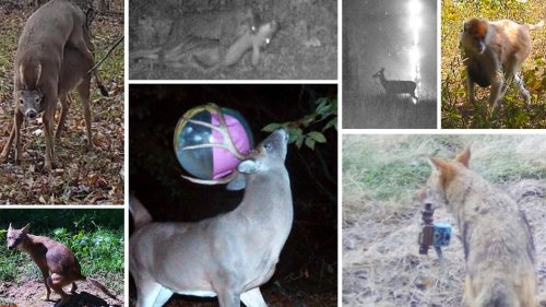 30 of the Wildest Trail-Cam Photos You’ve Never Seen