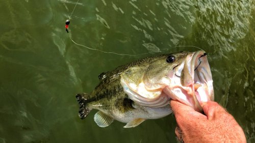 carolina-rig-fishing-for-bass-how-to-drag-in-more-lunkers-flipboard