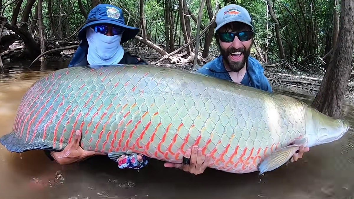 Angler Catches Massive 300-Plus-Pound Arapaima After it Tows His Boat Into the Trees