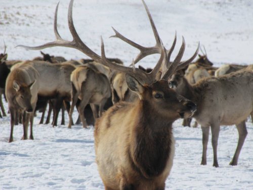 Montana Property Owners File Lawsuit to Force FWP to “Remove, Harvest, or Eliminate Thousands of Elk”