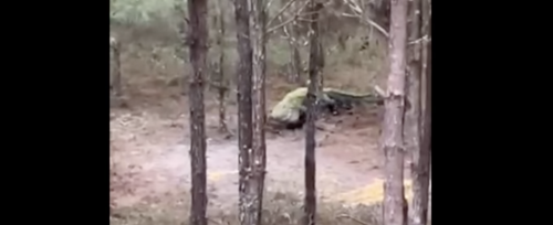 Video: Gigantic Alligator Prowls Through Deer Woods