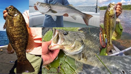 Types Of Bass A Species By Species Guide Flipboard