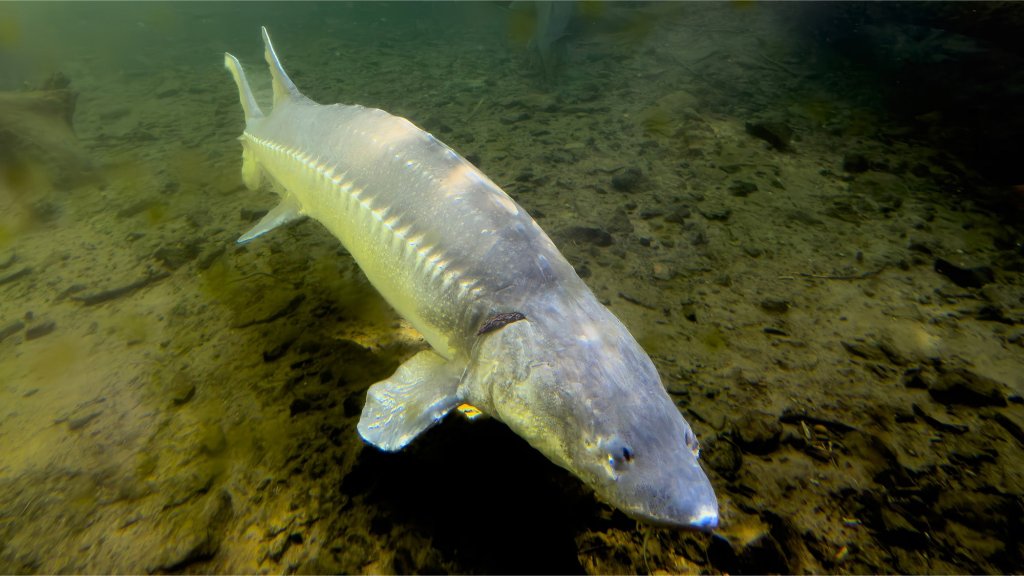 Fishing Conservation - cover