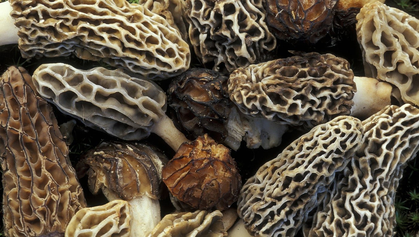 Iowa Mushroom Hunters Find Motherlode of Morels, Pick 175 Pounds in Two Days