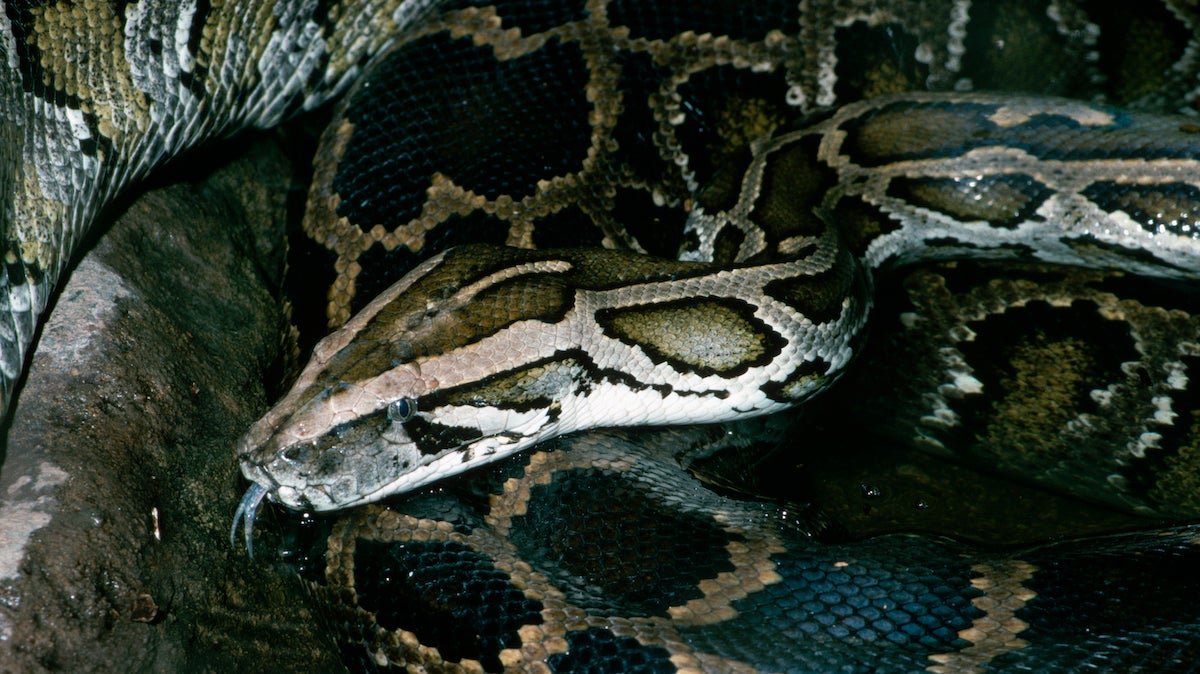 “Like a scene from a horror movie,” Police Called to Shoot Giant Snake Killing its Owner