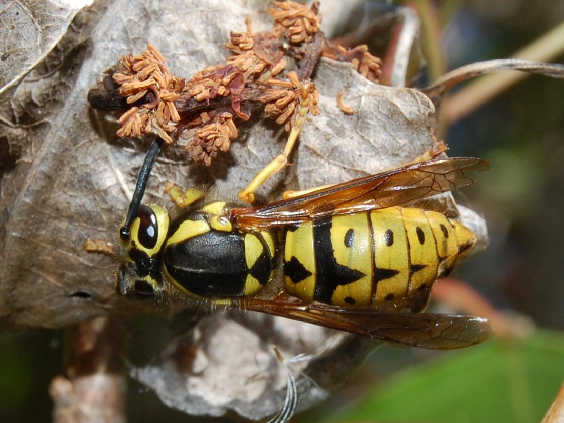 The 10 Worst Insect Stings in the Wild