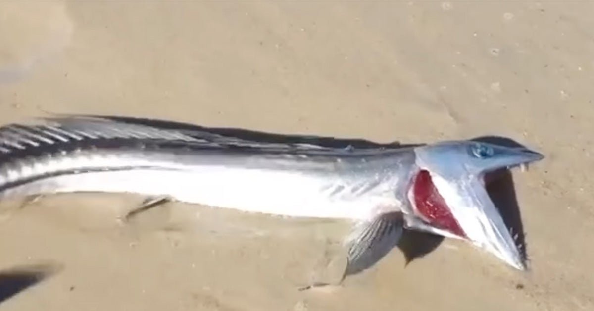 Video: Strange “Creature from the Twilight Zone” Washes Up on SoCal Beach