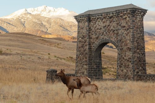 Tourists in Yellowstone Put Elk Calf in Car, Drive it to Police Station