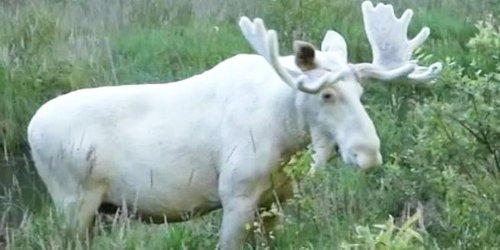 The Strangest Moose Ever Spotted In The Wild Flipboard 