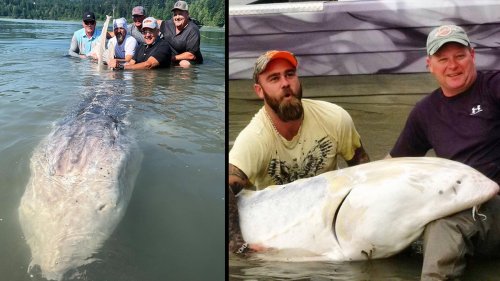 8 of the Biggest Sturgeon Ever Caught | Flipboard