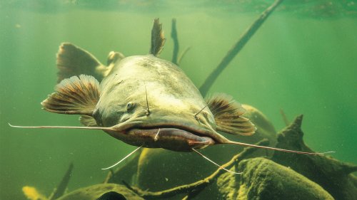 what-do-catfish-eat-flipboard