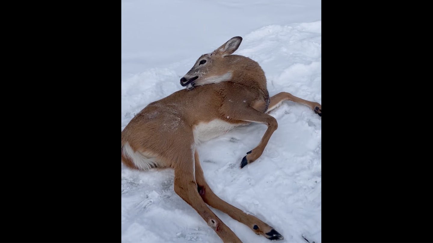 Video: Vermont Ice Fishermen Rescue Stranded Deer on Lake Champlain