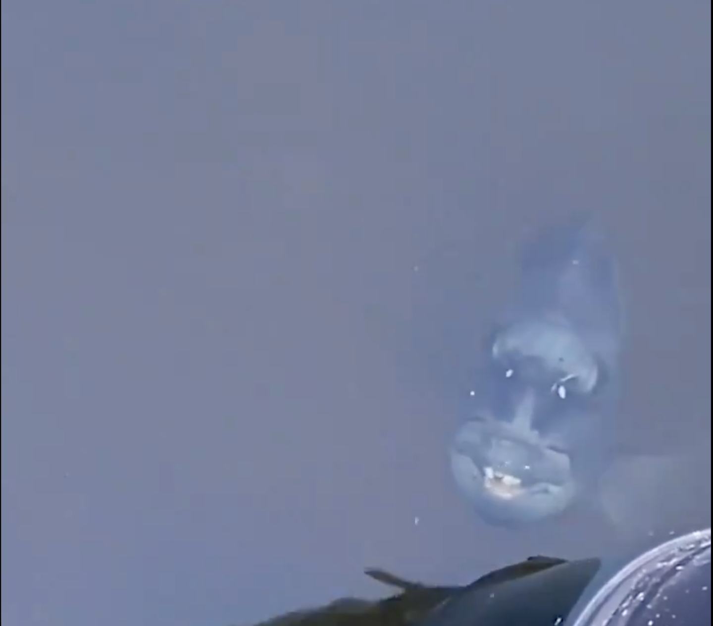 Video: Toothy “Demonfish” Lurks in Florida Canal