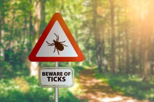 How to repel insects without bug spray