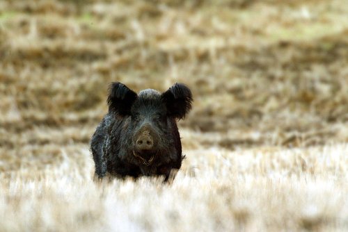 California Lifts All Restrictions on Feral Hog Hunting Despite Local Hunter Opposition