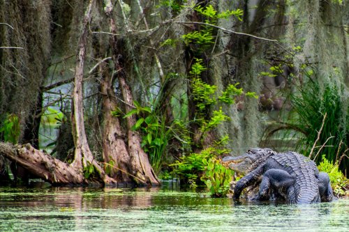 Louisiana Lawmakers Look To Expand Alligator Hunting Amid Soaring ...