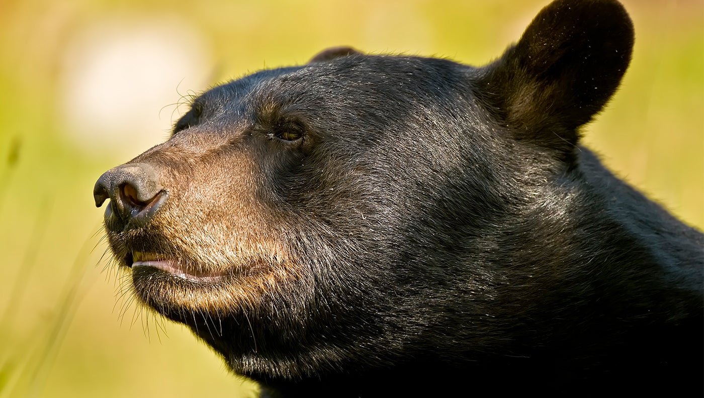 90-Year-Old Tennessee Woman Fights Off Black Bear—With a Lawn Chair