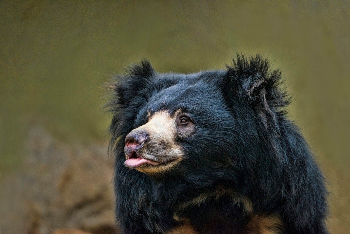 Rabid Sloth Bear Attacks and Kills Couple in Central India