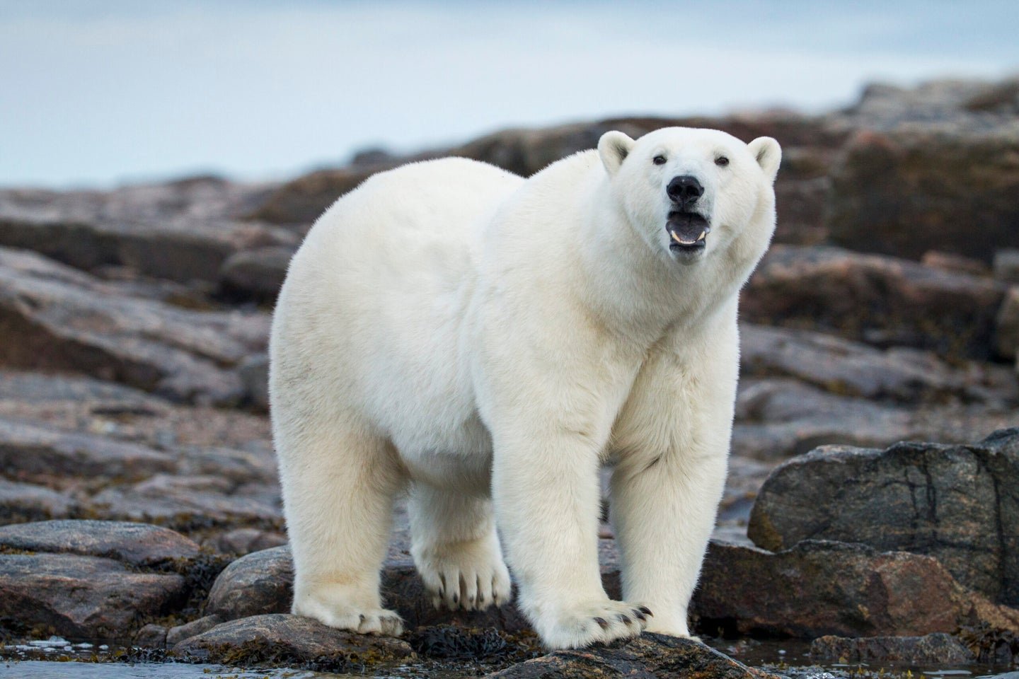 French Tourist Survives Rare Polar Bear Attack in Norway