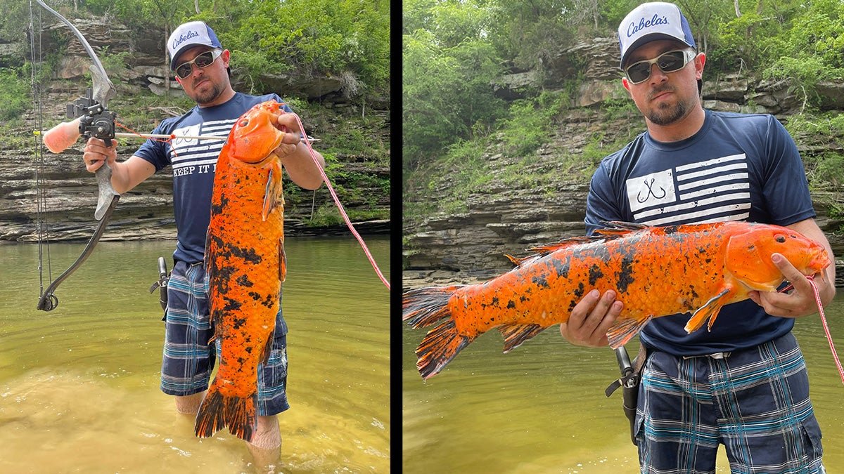 Alabama Bowfisherman Arrows Neon-Orange 13-Pound State Record Koi